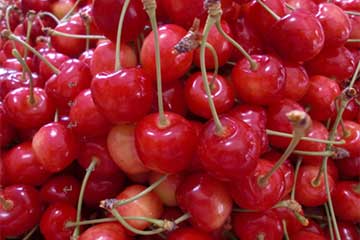 【旬の高級果実さくらんぼ食べ放題🍒/横浜・たまプラ発】フルーツ王国山梨でさくらんぼ🍒食べ放題と国産網目メロン🍈&パイナップルなどどっさり3キロのお土産付き11,990円1